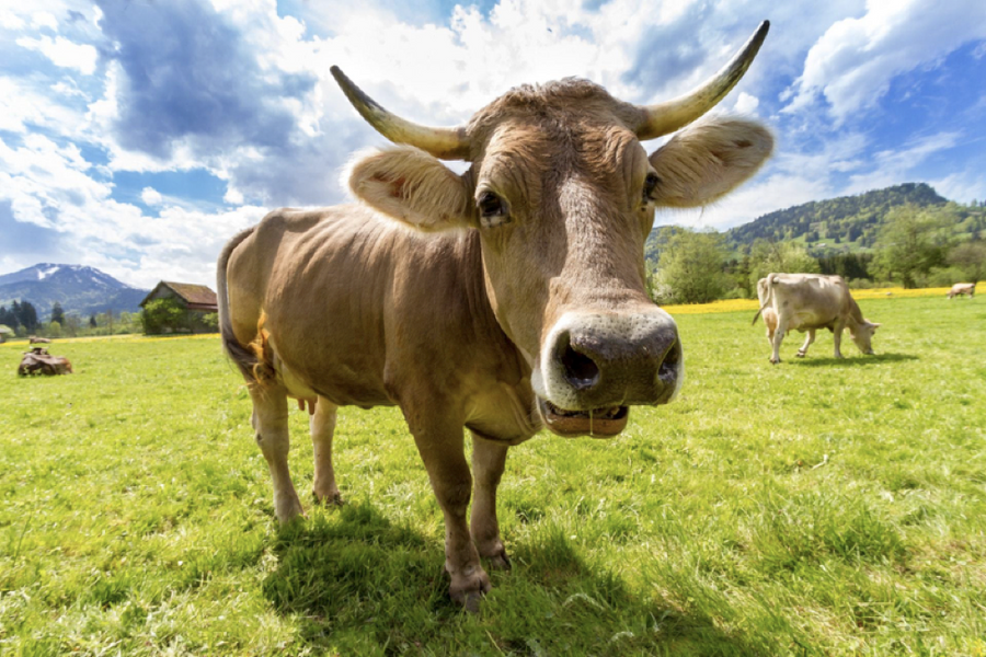 Hidden Animal Products: Looking Beyond the Logos